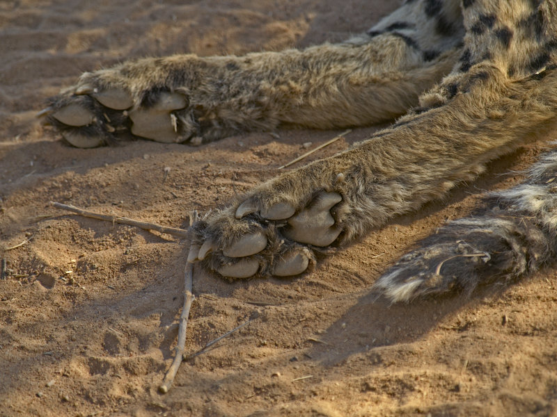 Cheetah, Okonjima